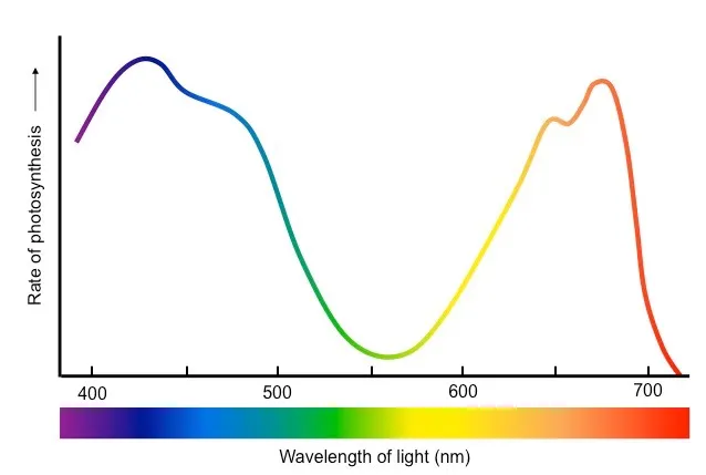 Action spectrum of photosynthesis